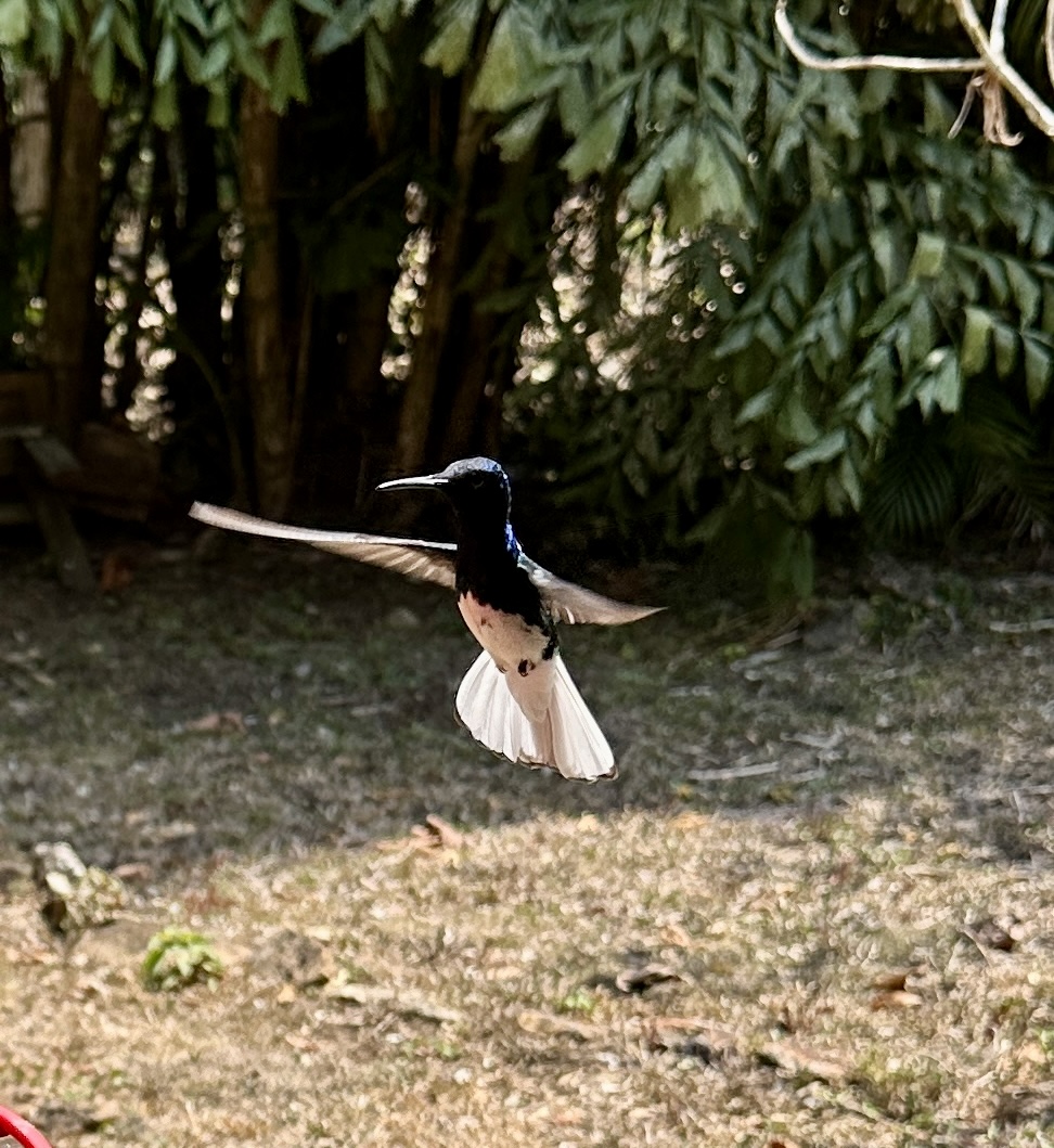 Hummingbirds